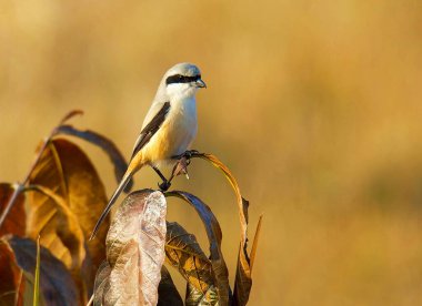 Uzun kuyruklu Shrike, Lanius schach, Bandhavgarh Ulusal Parkı, Madhya Pradesh, Hindistan