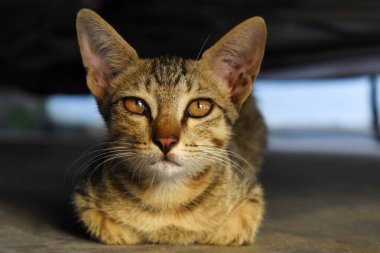House cat or kitten looking directly at camera. Close-up