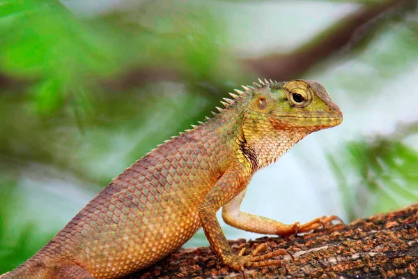 Oriental garden lizard, eastern garden lizard, bloodsucker or changeable lizard, Calotes versicolor, Vashi, Mumbai, India