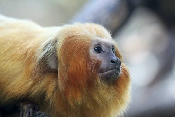 Goldener Löwentamarin, Leontopithecus rosalia, auch als Goldäffchen bekannt. In den Küstenwäldern Brasiliens beheimatet. Gefährdete Arten — Stockfoto