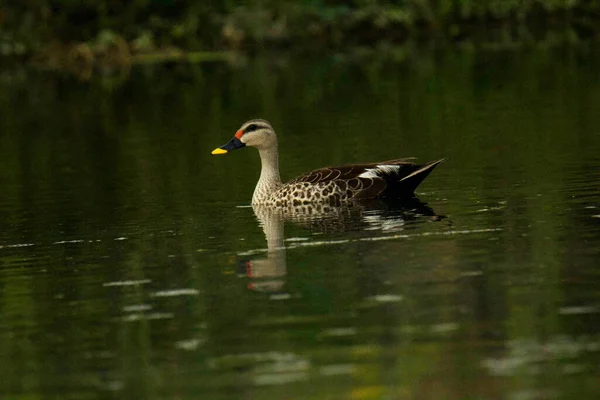 Mancha de pato, Anas poecilorhyncha, Mumbai, Maharashtra, Índia — Fotografia de Stock