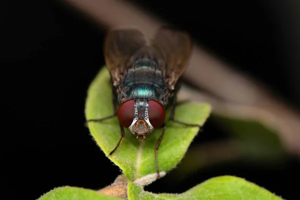 Face of Blue bottle fly, Calliphora vomitoria, Satara, Maharashtra, India — Fotografia de Stock