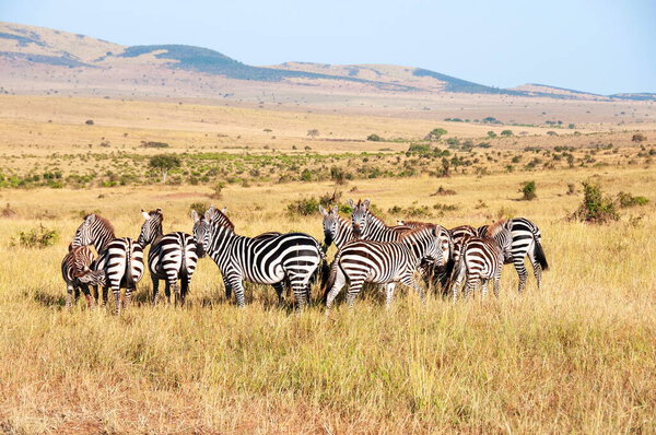 Plains zebra herd, Equus quagga, Masai mara National Reserve, Kenya, Africa