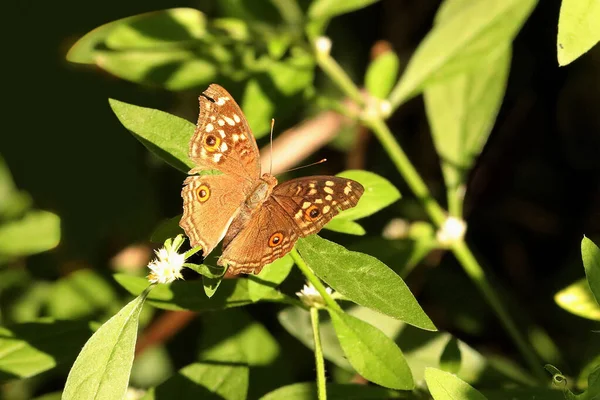 Lemon Pansy Butterfly Open Wing Junonia Lemonias Sammillan Shetty Butterfly — 스톡 사진