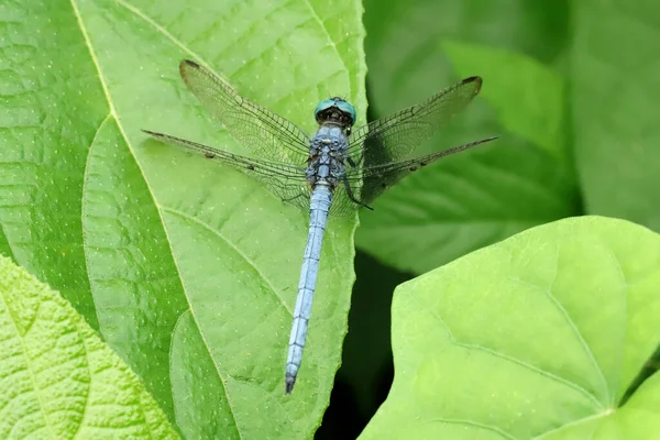 印度马哈拉施特拉邦Sindhudurg Blue Marsh Hawk Dragonfly Orthetrum Glaucum — 图库照片