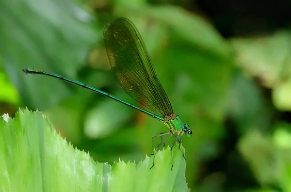 Limpar Glória Floresta Alada Damselfly Vestalis Gracillis Sindhudurg Maharashtra Índia — Fotografia de Stock