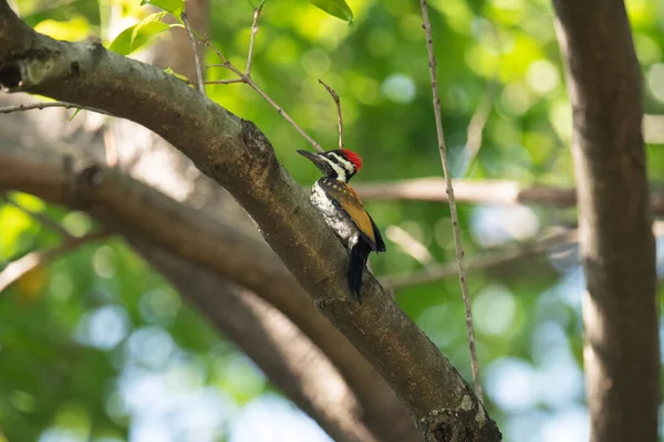 Common Flameback Woodpecker Dinopium Javanense Topchachi Wildlife Sanctuary Jharkhand India — Stock Fotó