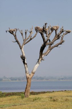 Avrasya Saksağanı Pica pica, Ladakh, Jammu Kashmir, Hindistan
