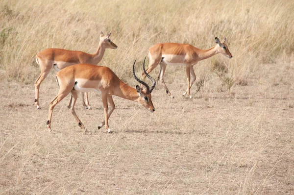 Стадо Impala Aepyceros Melampus Masai Mara National Reserve Kenya Africa — стокове фото