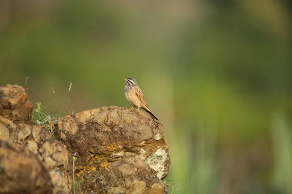 Eurasische Elster Flug Aka Pica Pica Ladakh Jammu Kashmir Indien — Stockfoto