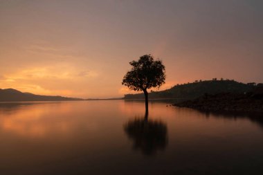 Igatpuri 'de gün batımı altın gökyüzü ve ağaç silueti, Maharashtra, Hindistan