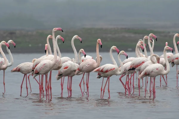 Grupo Dos Flamingos Maiores Phoenicopterus Roseus Índia — Fotografia de Stock