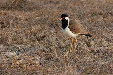 Kırmızı kanatlı kanat, Vanellus indicus, Hindistan 'ın Charadriidae familyasından bir Asya kanat kanadı veya büyük bir yağmurluk türü..
