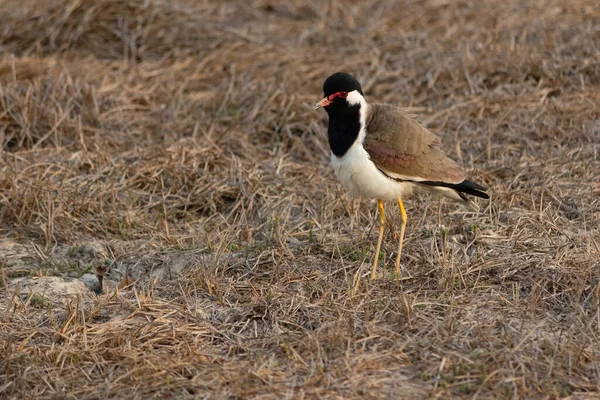 Vörös Szárnyú Lapocka Vanellus Indicus Egy Ázsiai Lapocka Vagy Nagy — Stock Fotó