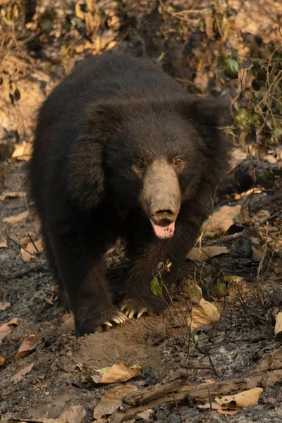 Sri Lankischer Faultier Bär Melursus Ursinus Inornatus Der Hauptsächlich Den — Stockfoto