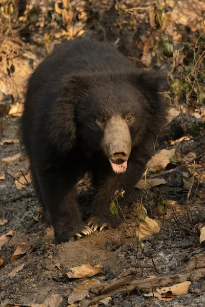 Indian sloth bear Stock Photos, Royalty Free Indian sloth bear Images | Depositphotos Indian sloth bear Stock Photos, Royalty Free Indian sloth bear Images | Depositphotos