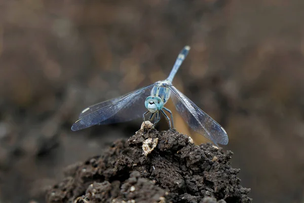 Brachythemis Contaminata Una Especie Libélula Familia Libellulidae Distrito Nanded Maharashtra —  Fotos de Stock