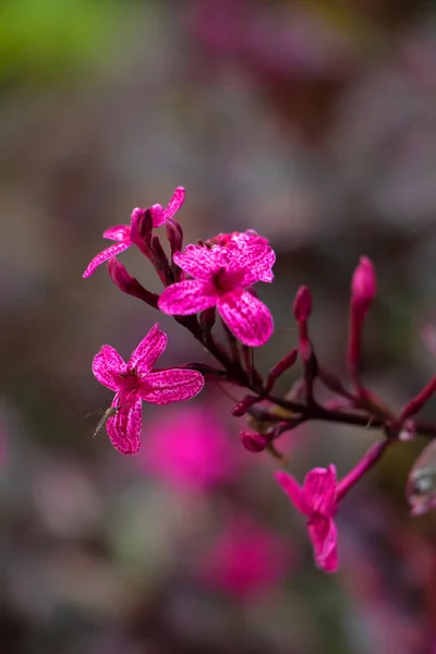 Азиатский Кустарниковый Комар Hulecoeteomyia Japonica Pseuderanthemum Reticulatum Ахмеднагар Махараштра Индия — стоковое фото