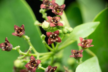 Flower of sandlewood tree, Santalum paniculatum, Satara, Maharashtra, India