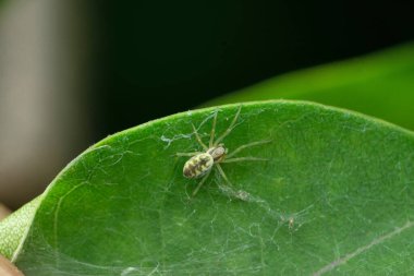 Green Cribellate Spider, Nigma walckenaeri, Satara, Maharashtra, India