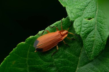 Net Winged beetle, Lycus trabeatus, Satara, Maharashtra, India