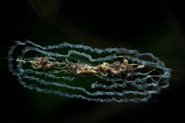 Adult Trashline orb web spider, Cyclosa species,  Satara, Maharashtra, India