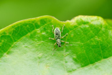 Pea weevil, Bruchus pisorum, Satara, Maharashtra, India.