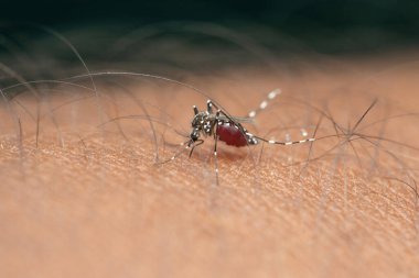 Yellow fever mosquito, Stegomyia albopicta, Satara, Maharashtra, India