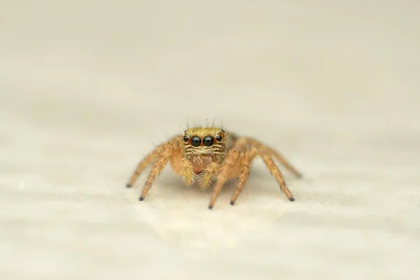 Schöne Augen Der Springenden Spinne Carrhottus Viduus Satara Maharashtra Indien — Stockfoto