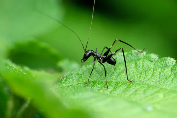 Ant Mimiking Cricket Insect Macroxiphus Species Satara Maharashtra India —  Fotos de Stock
