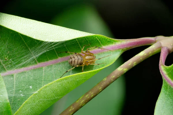 Dorsal View Spitting Spider Scytodes Thoracica Satara Maharashtra India — 图库照片