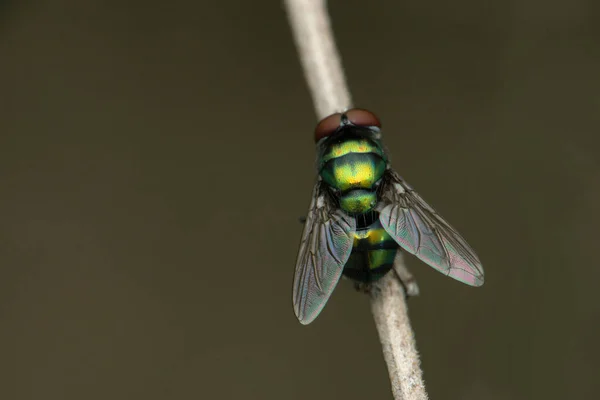 Modrá Láhev Fly Calliphora Vomitoria Satara Maharashtra Indie — Stock fotografie