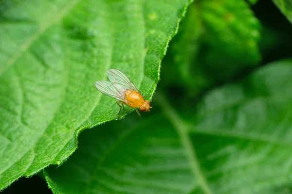 Dorsal View Fruit Fly Anastrepha Ludens Satara Maharashtra India — Stok fotoğraf