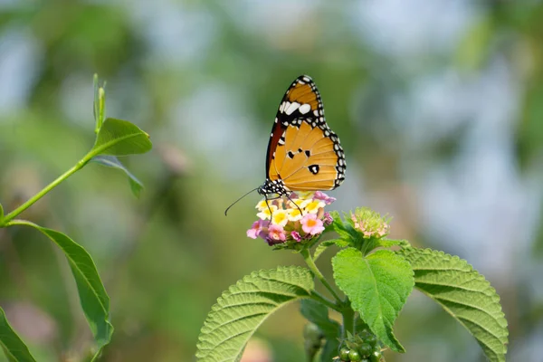 Common Tiger Butterfly Danaus Genutia Satara Maharashtra India — 스톡 사진