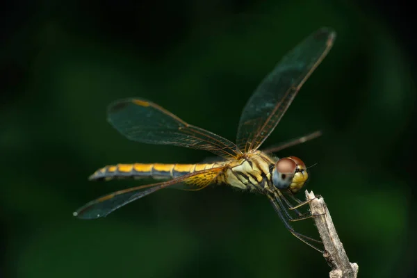 Full Body Male Hines Emerald Dragonfly Somatochlora Hineana Satara Maharashtra — Fotografia de Stock