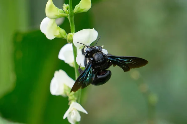 Black Bumble Bee Bombus Melanophygus Satara Maharashtra Índia — Fotografia de Stock