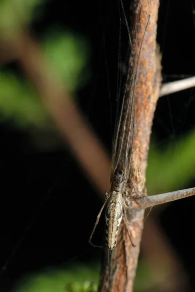 Hosszúszájú Szövőmadár Tetragnatha Faj Satara Maharashtra India — Stock Fotó