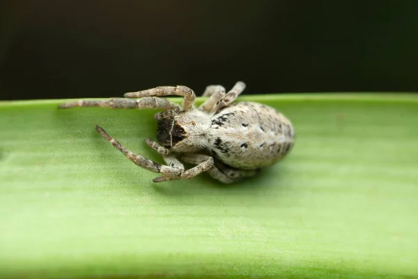 Stegodyphus Mimosarum Afrykański Aksamit Społeczny Pająk Satara Maharahtra India — Zdjęcie stockowe