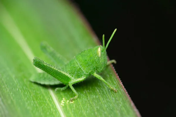 Nymph Meadow Grasshopper Chorthippus Parallelus Satara Maharashtra India — Stok fotoğraf