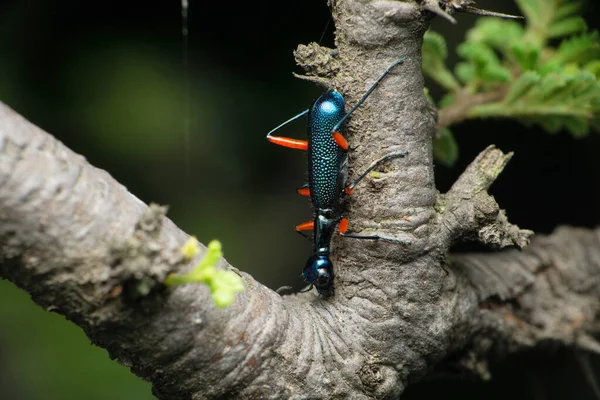 Metallic Blue Blister Beetle Meloidae Satara Maharashtra India — 图库照片