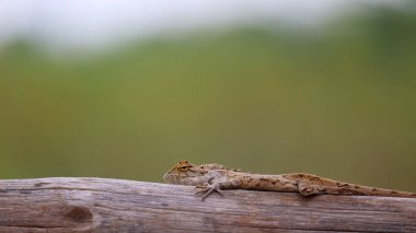 Doğu bahçe kertenkelesi ya da doğu bahçe kertenkelesi, Calotes versicolor, Hindistan