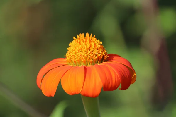 Mexikói Napraforgó Közelkép Tithonia Diverzifolia Narancs Színű Navi Mumbai Maharashtra — Stock Fotó