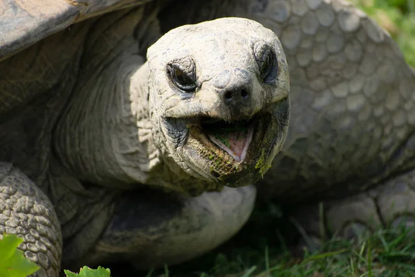 100歳のアルダブラの巨大な亀 Geochelone Giganteaは オーストリア ウィーンのTiarden Schonbrunnで — ストック写真