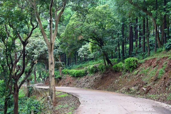 在印度卡纳塔克邦热带雨林中通往坎曼贡迪岛的具体道路 — 图库照片