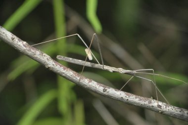 Stick Bug, Barce Fraterna, Satara, Maharashtra, Hindistan