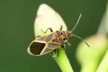 Boisea trivittata, Satara, Maharashtra, Hindistan