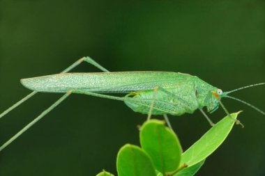 Yeşil Katydid böceği, Tettigonia viridissima, Satara, Maharashtra, Hindistan