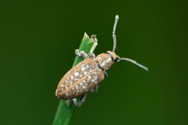 Minik böcek, Curculio elephas, Satara, Maharashtra, Hindistan