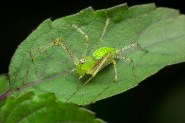 Green Lynx örümceği, Oxyopes türü, tulasi yaprağı, Ocimum tenuiflorum, Satara, Maharashtra, Hindistan