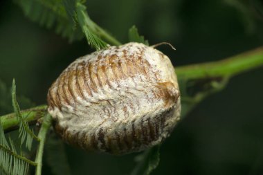 Peygamberdevesi güvesi, yumurta çuvalı, Statilia maculata, Satara, Maharashtra, Hindistan